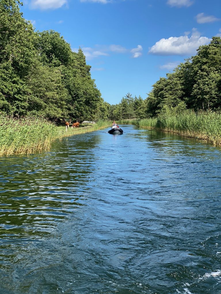 Lokala experter på RIB‑upplevelser i Stockholms skärgård canal & cows